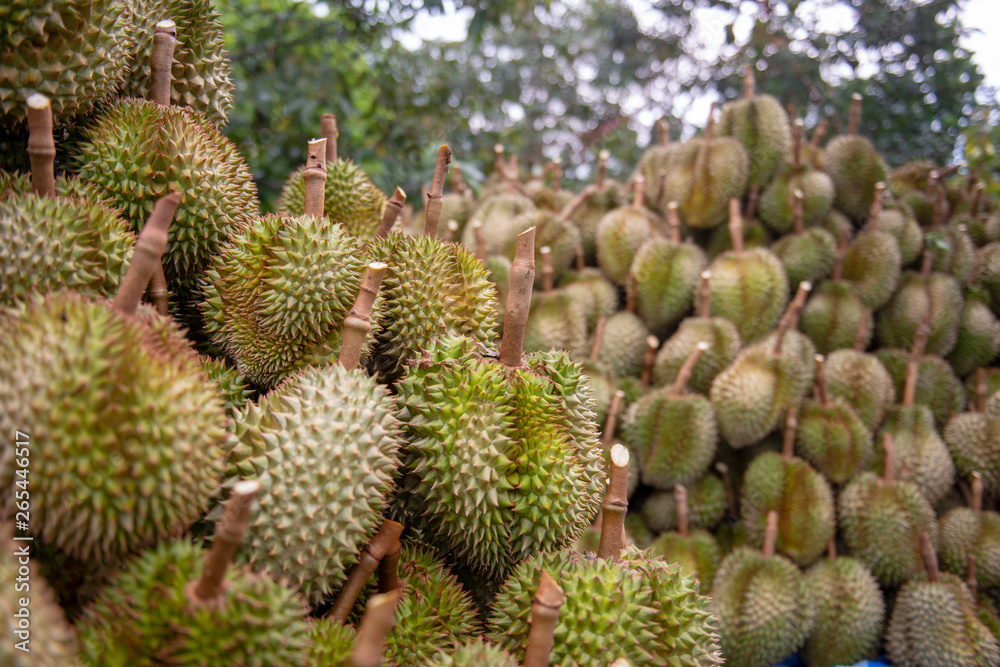 Durian Division, after the farmers collected the products from the beginning in Chanthaburi, Thailand Durian Division, after the farmers collected the products from the beginning in Chanthaburi, Thailand