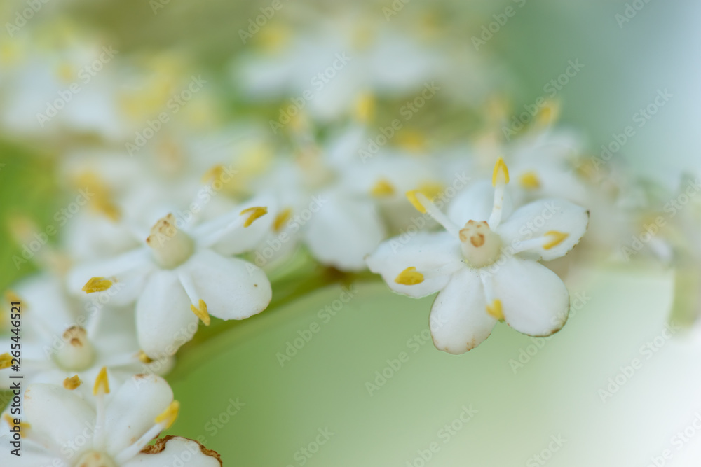 Fototapeta premium Fleurs de sureau noir (Sambucus Nigra) au printemps, très gros plan