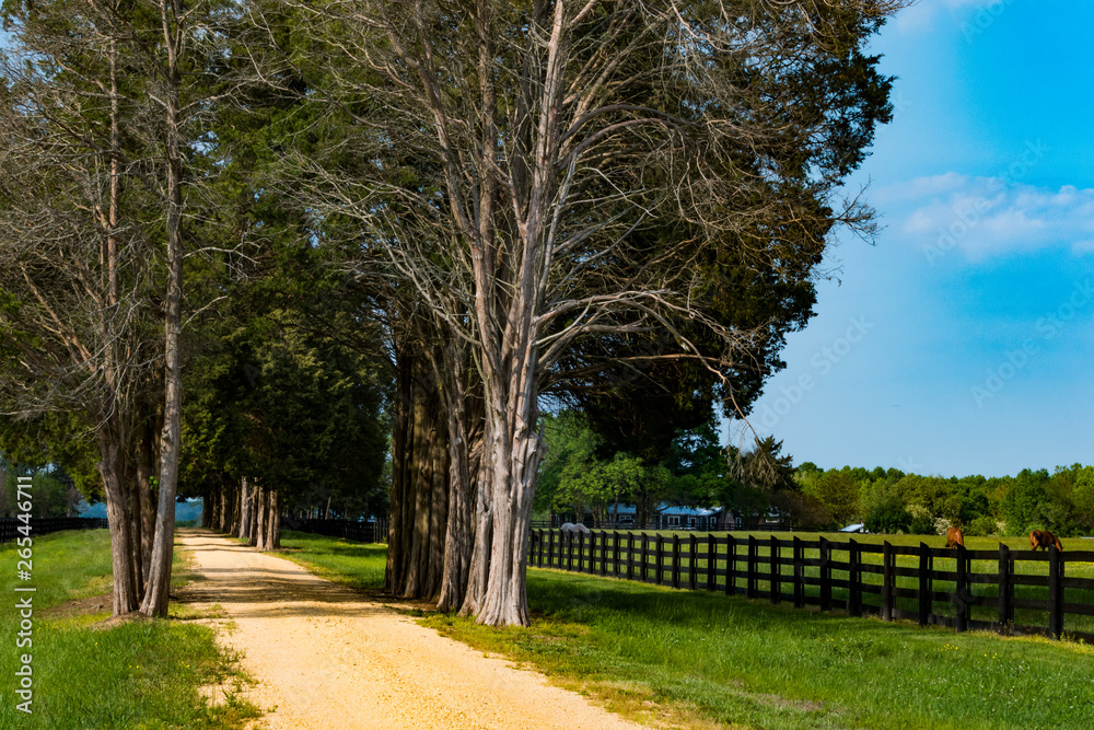 Sotterley, Maryland, USA A long alley of trees at a farmhouse. Sotterley, Maryland, USA A long alley of trees at a farmhouse.