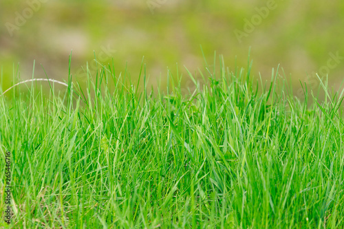 Shoot of a young green grass on the blurred green background