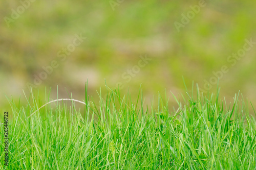 Shoot of a young green grass on the blurred green background .