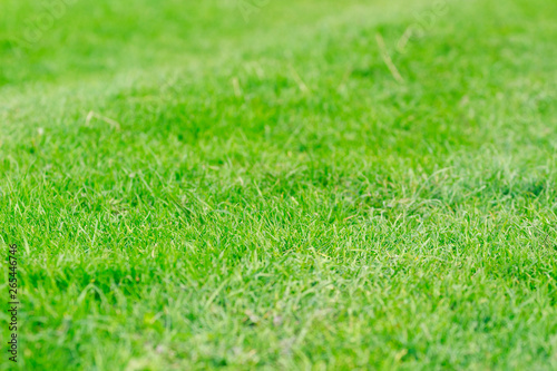 Wallpaper Mural Green grass texture background Torontodigital.ca