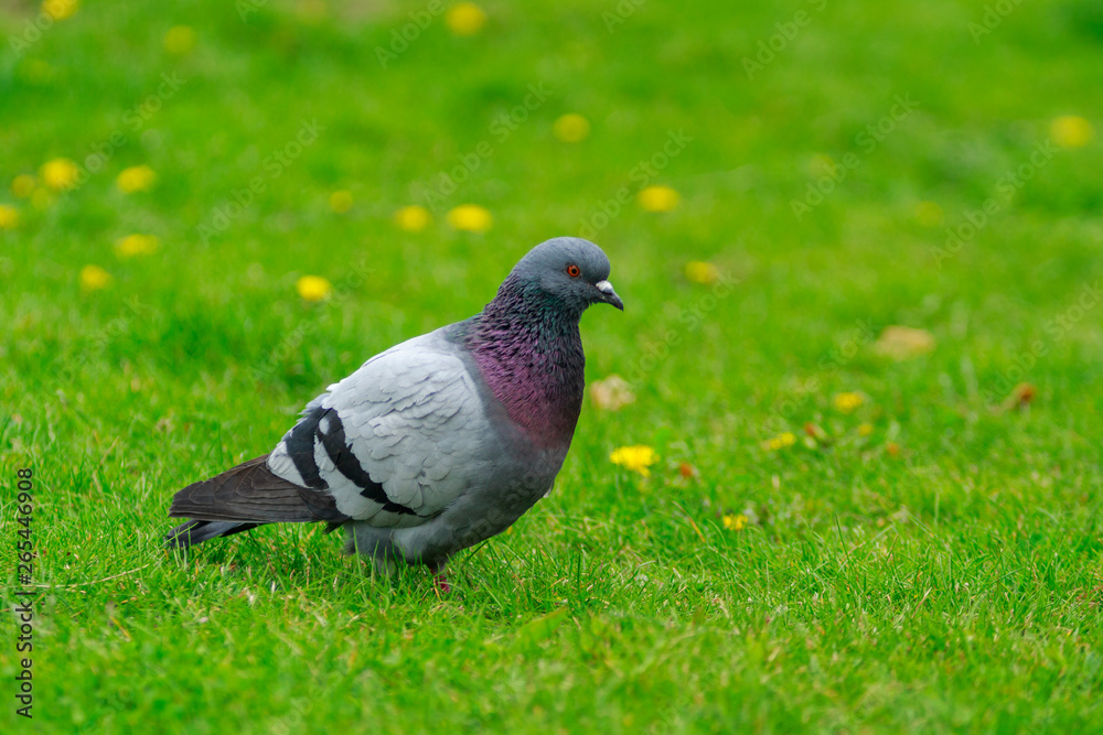 Pigeon is questioning. The bird walking on the green meadow. Pigeon is questioning. The bird walking on the green meadow.