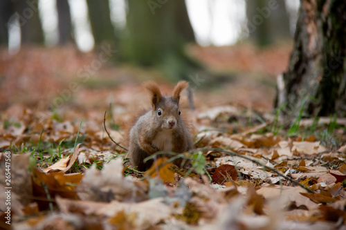 Curious squirrel in autumn forest. Sciurus vulgaris. Czech Republic.