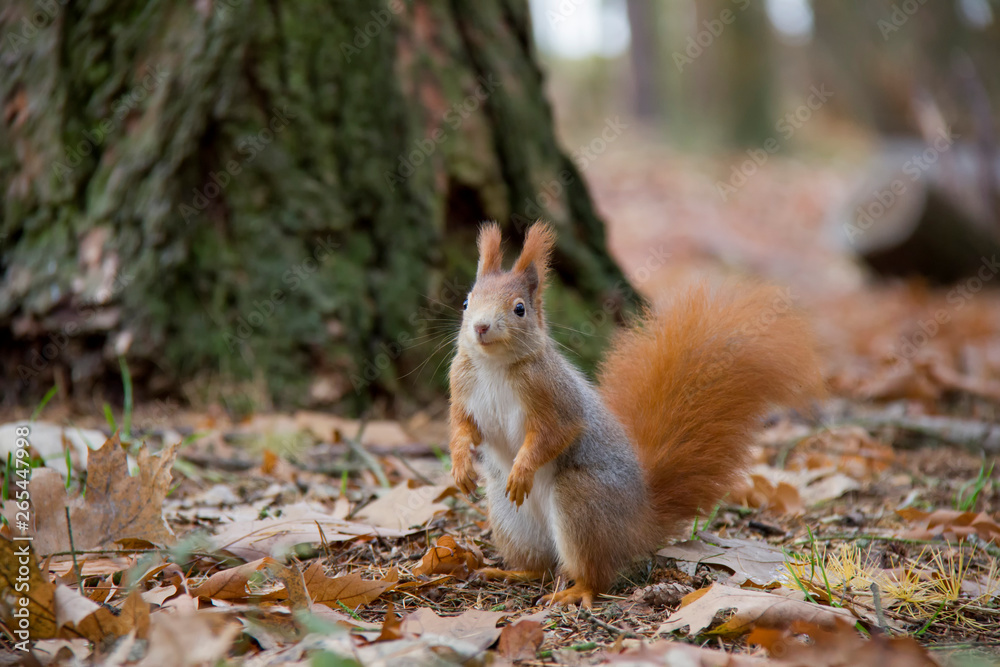 Squirrel in autumn forest. Sciurus vulgaris. Czech Republic.