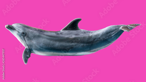 Dolphin isolated on pink background