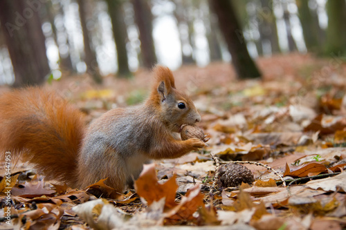 Squirrel eating nut. Sciurus vulgaris. Czech Republic.