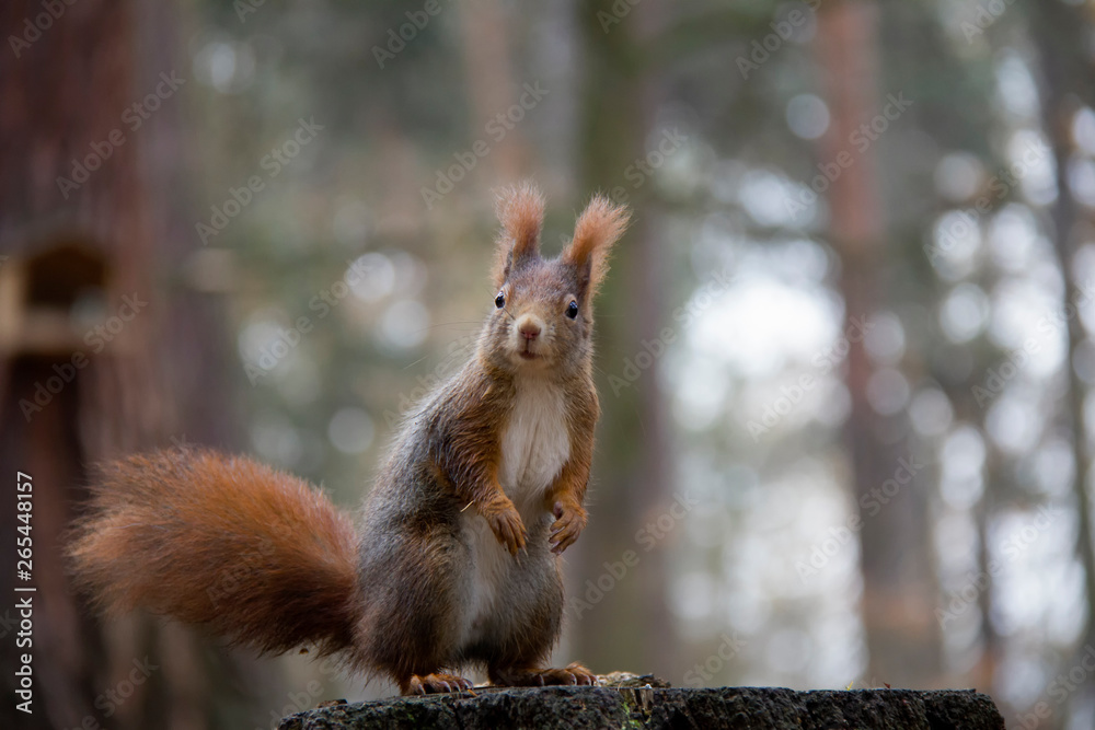 Red squirrel standing on a stump. Sciurus vulgaris. Czech Republic. Red squirrel standing on a stump. Sciurus vulgaris. Czech Republic.