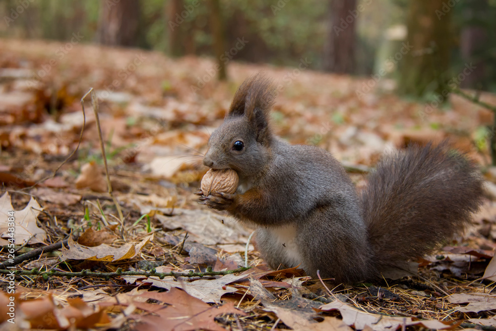Red squirrel with a nut in autumn. Sciurus vulgaris. Czech Republic. Red squirrel with a nut in autumn. Sciurus vulgaris. Czech Republic.
