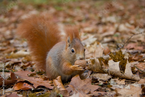 Red squirrel with a nut. Sciurus vulgaris. Czech Republic.