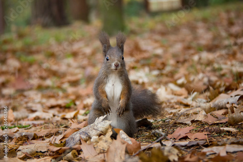Red squirrel posing in autumn forest. Sciurus vulgaris. Czech Republic.