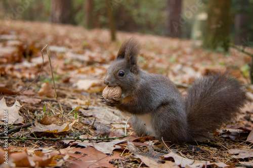 Red squirrel with a nut in autumn. Sciurus vulgaris. Czech Republic.