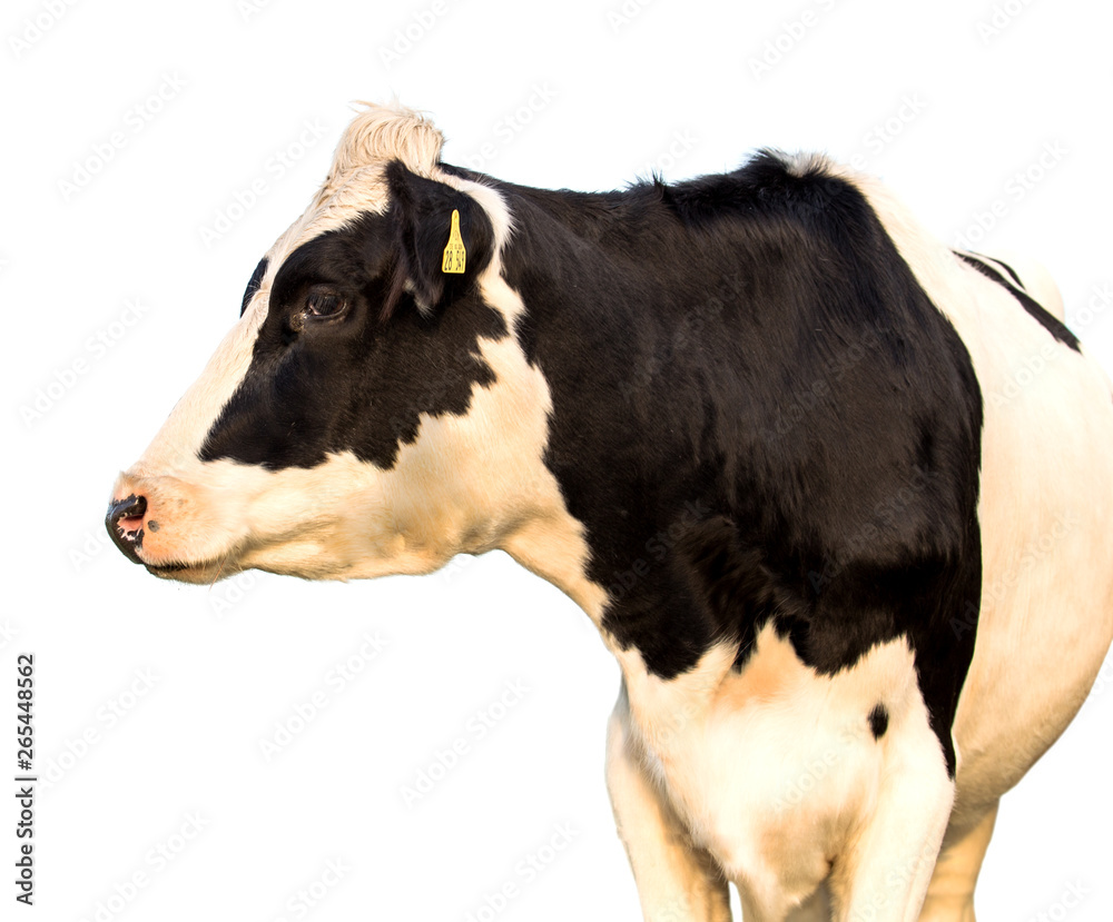 black and white cow isolated on white