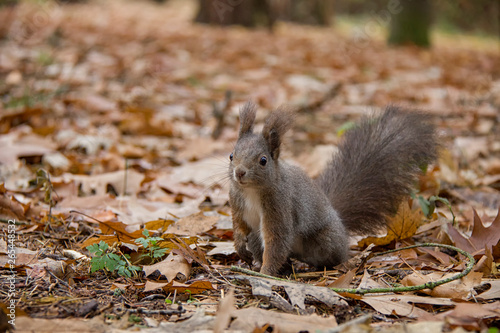 Red squirrel in autumn leaves. Sciurus vulgaris. Czech Republic.