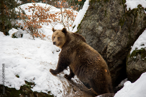 Brown bear in winter. Ursus arctos. Bavarian Forest National Park.