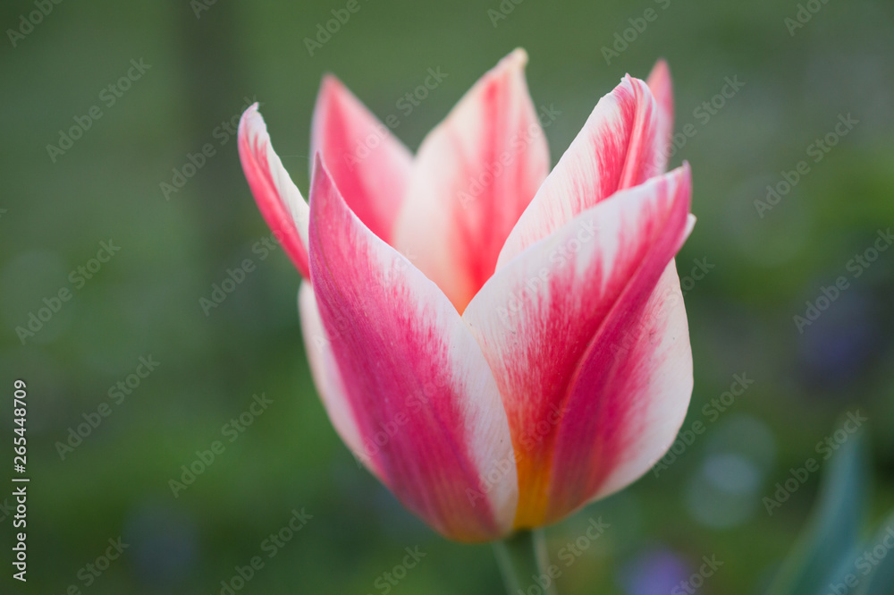 Biało różowy tulipan