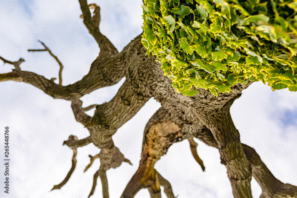 Obraz premium Death from below