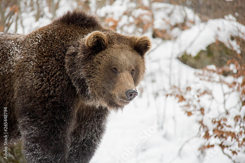 Wallpaper Mural Portrait of brown bear in winter forest. Ursus arctos. Bavarian Forest National Park. Torontodigital.ca