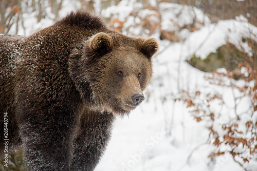 Portrait of brown bear in winter forest. Ursus arctos. Bavarian Forest National Park.