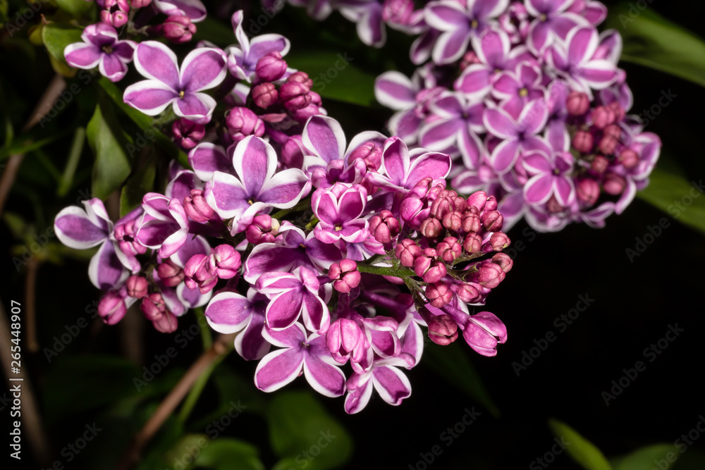 Lilac group on black Lilac group on black