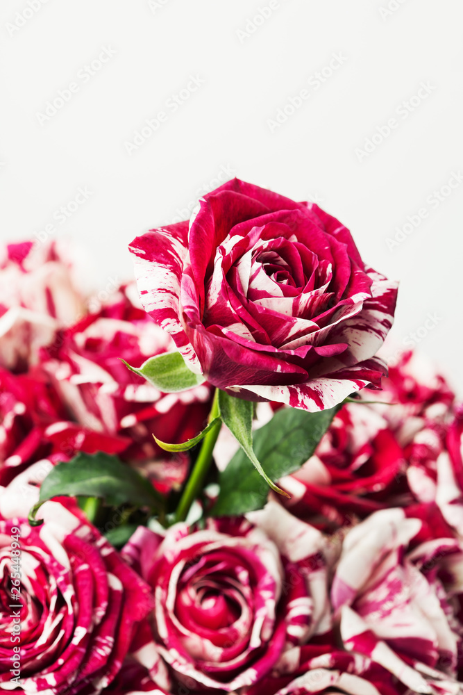 Fototapeta premium Tiger stripe roses