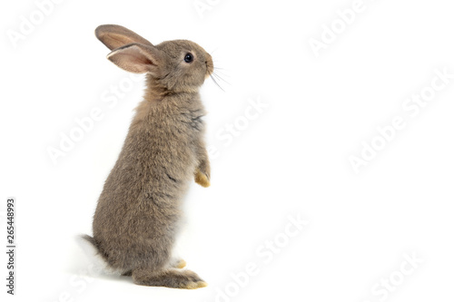 Obraz na plátně Funny bunny or baby rabbit fur gray with long ears is standing for Easter Day on isolated white background