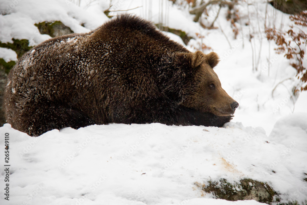Brown bear sleeping on the rock in winter. Ursus arctos. Bavarian Forest National Park. Brown bear sleeping on the rock in winter. Ursus arctos. Bavarian Forest National Park.