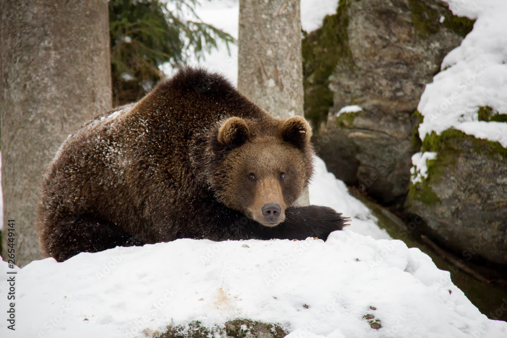 Brown bear lying on the snow. Ursus arctos. Bavarian Forest National Park. Brown bear lying on the snow. Ursus arctos. Bavarian Forest National Park.