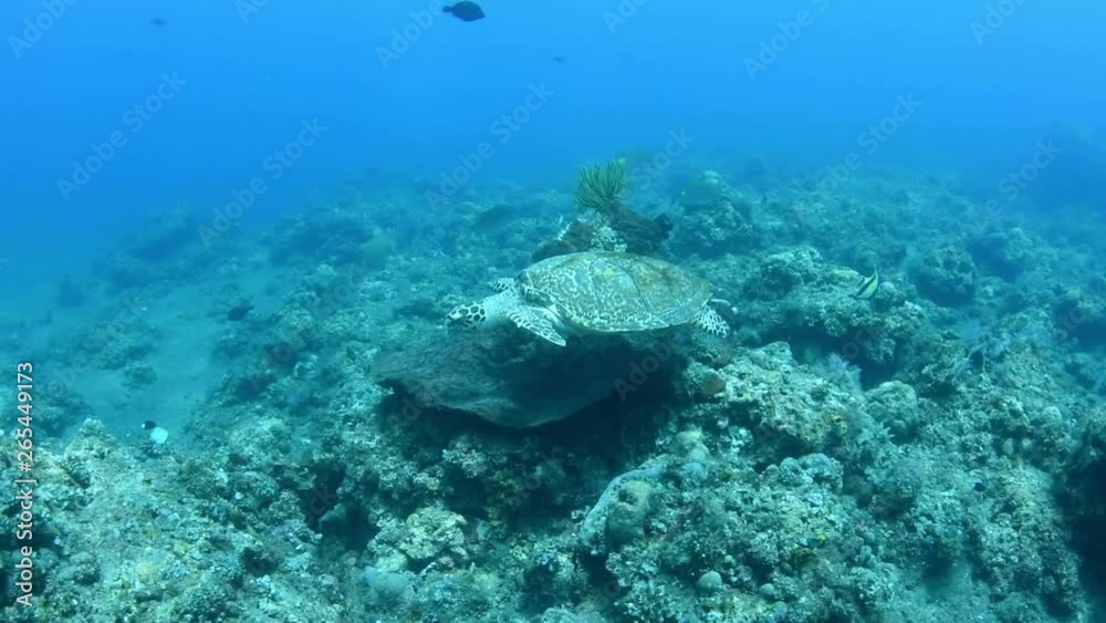 Sea turtle - Hawksbill turtle - Eretmochelys imbricata. Swimming in the ocean. Tulamben, Bali, Indonesia. 