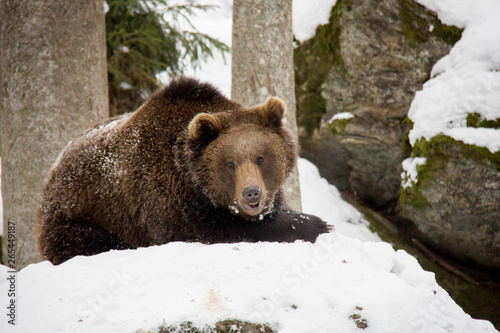 Brown bear lying on the snow. Ursus arctos. Bavarian Forest National Park.
