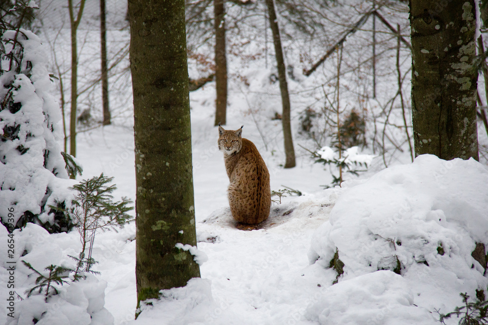 Obraz premium Lynx kitty in winter. Lynx lynx.