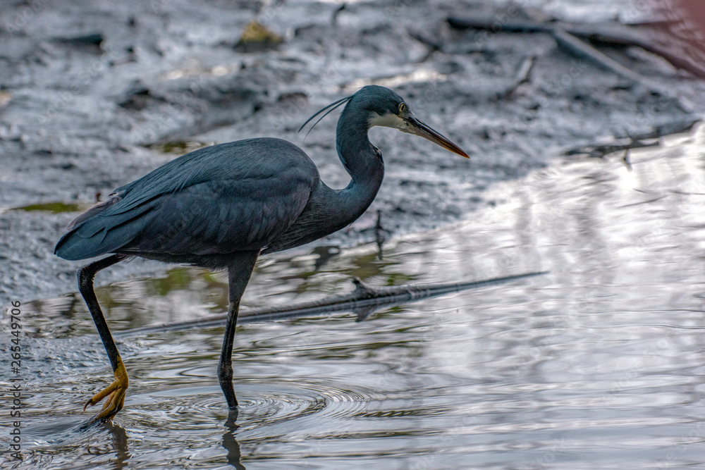 Fototapeta premium Black heron wading in shallow water , Egretta ardesiaca