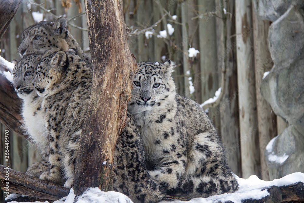 Snow leopard family in winter. Panthera uncia. Snow leopard family in winter. Panthera uncia.