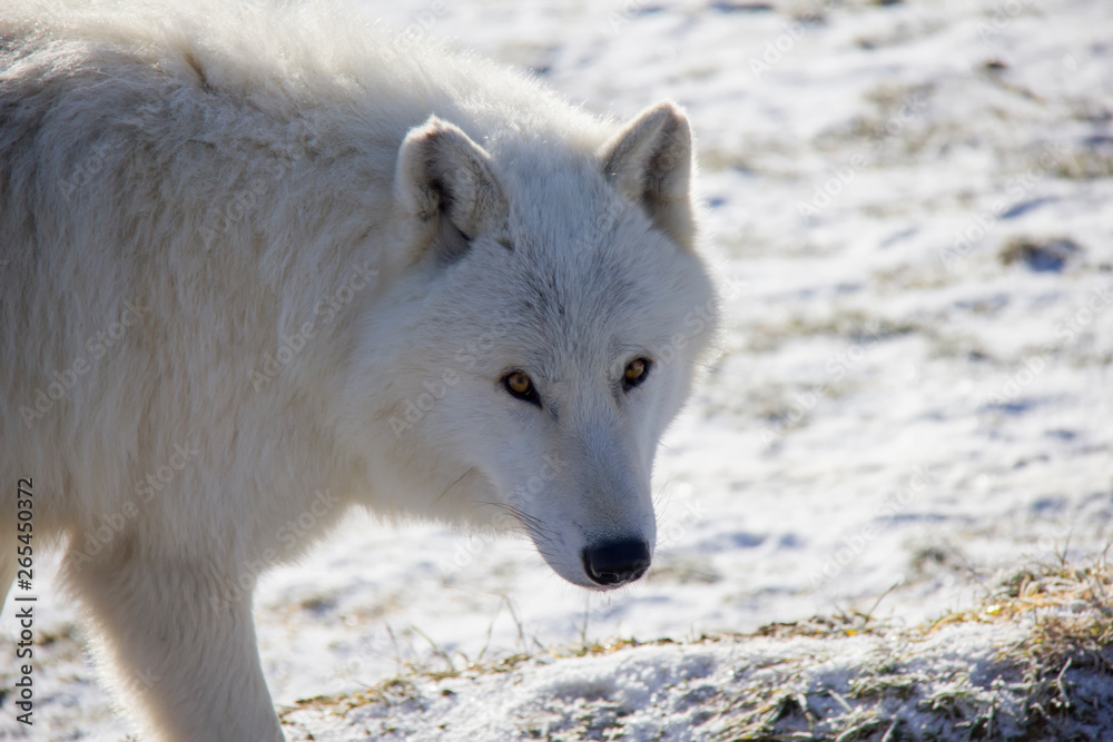 Arctic wolf on the snow. Canis lupus arctos.