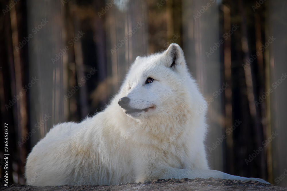 Obraz premium Curious polar wolf. Canis lupus arctos.