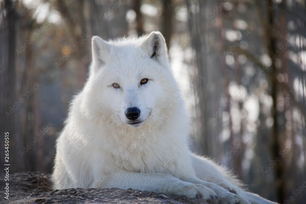 Obraz premium Portrait of arctic wolf. Canis lupus arctos.