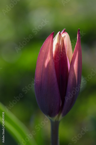 Tulipan fioletowy