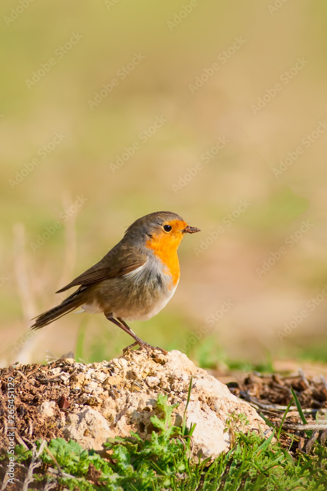 Cute little bird Robin. Natural background. Cute little bird Robin. Natural background.