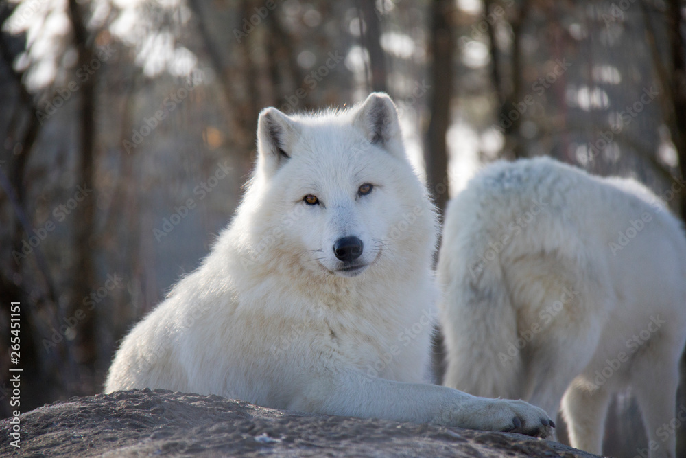 Obraz premium Portrait of Arctic Wolf. Canis lupus arctos.
