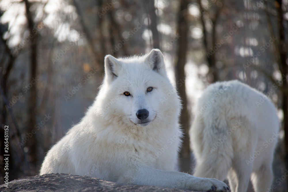 Portrait of Arctic Wolf. Canis lupus arctos.