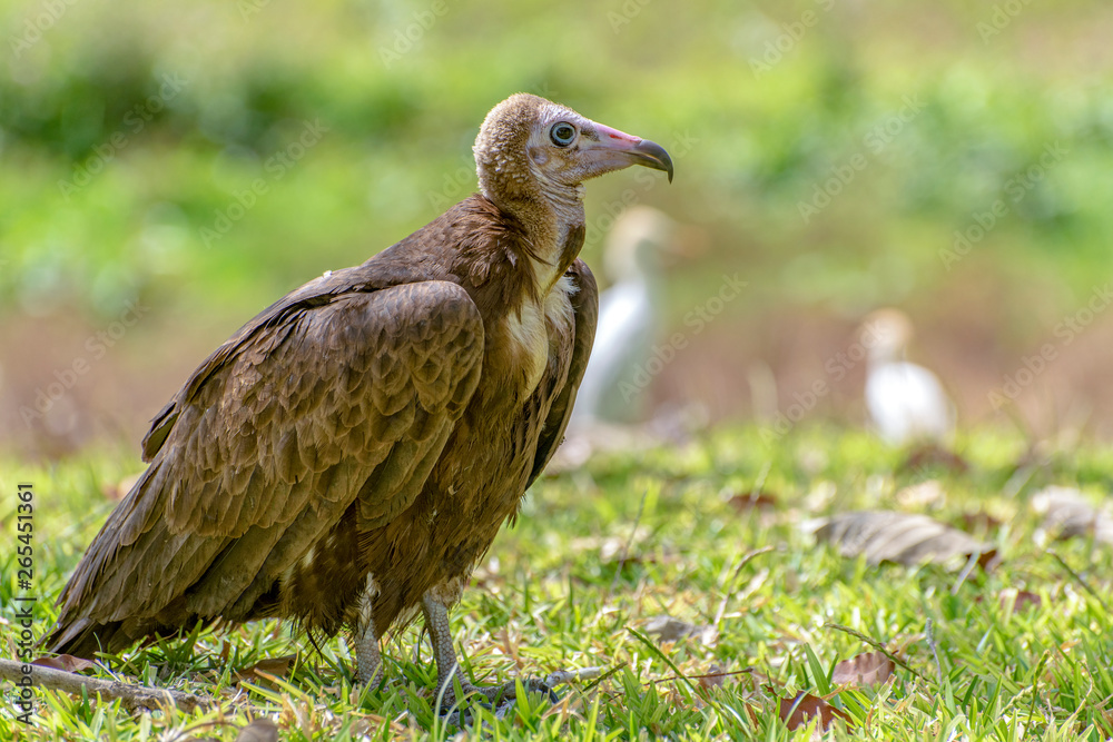 Fototapeta premium Lappet-faced vulture (Torgos tracheliotus) ,Gambia - West Africa 