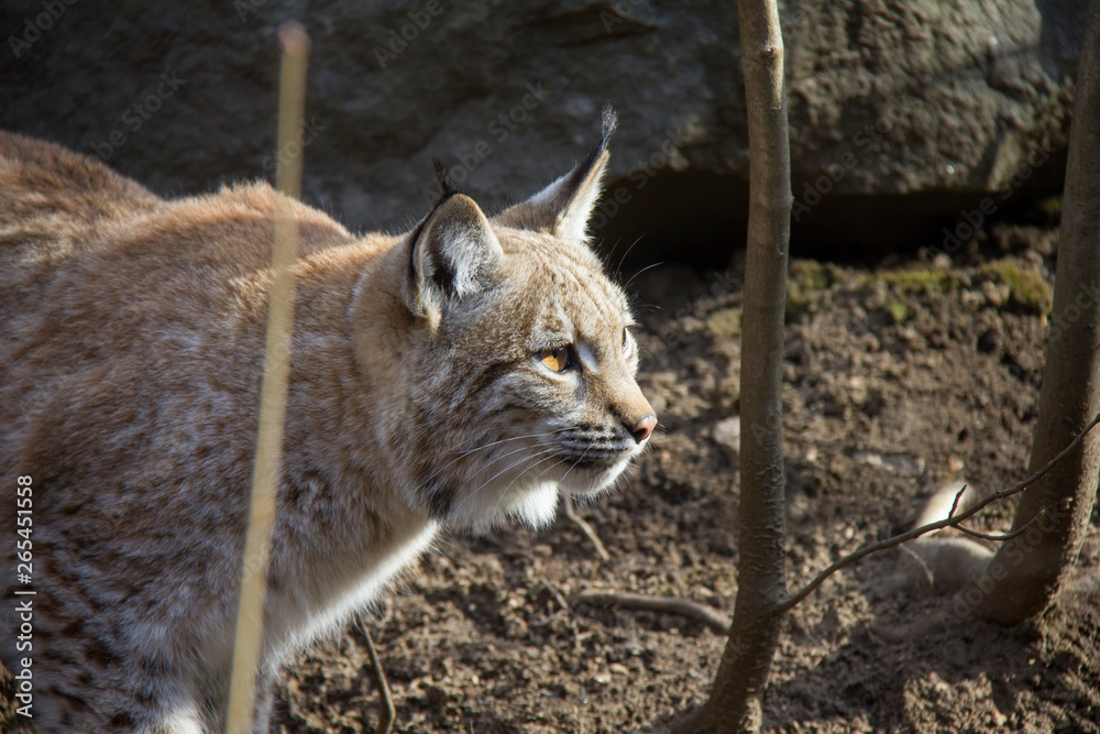 Fototapeta premium Lynx lurking in forest.