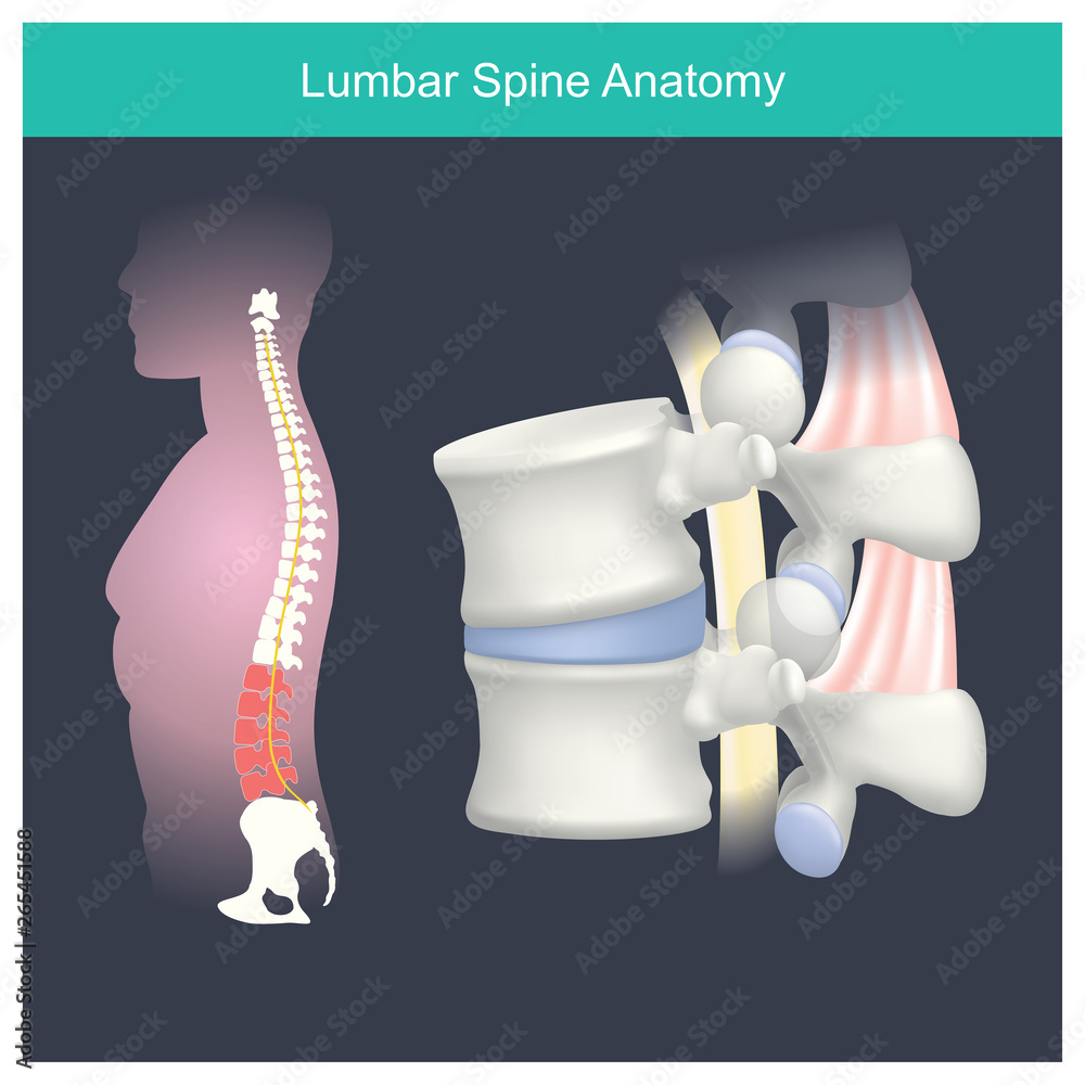 Lumbar Spine Anatomy. Stock Vector Biology Diagrams