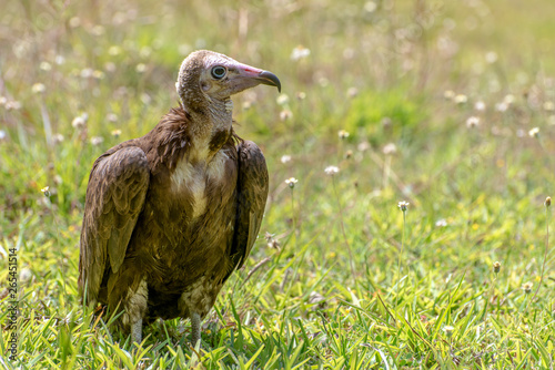 Lappet-faced vulture (Torgos tracheliotus) ,Gambia - West Africa  photo