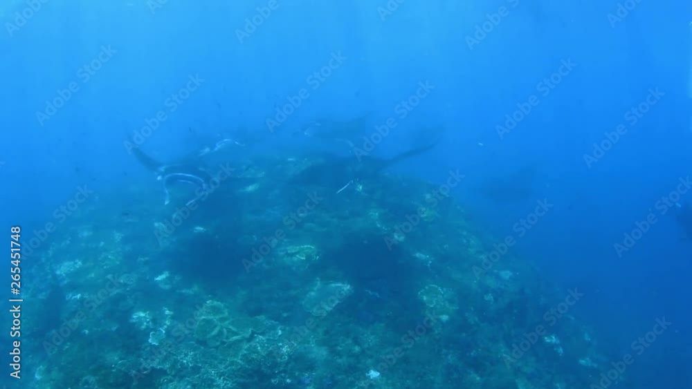 Giant school of Manta Rays in Nusa Penida island. Underwater video. Bali, Indonesia. Giant school of Manta Rays in Nusa Penida island. Underwater video. Bali, Indonesia.