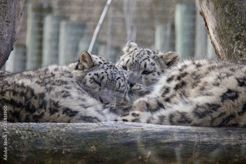 Naklejka premium Sleeping snow leopard cubs.