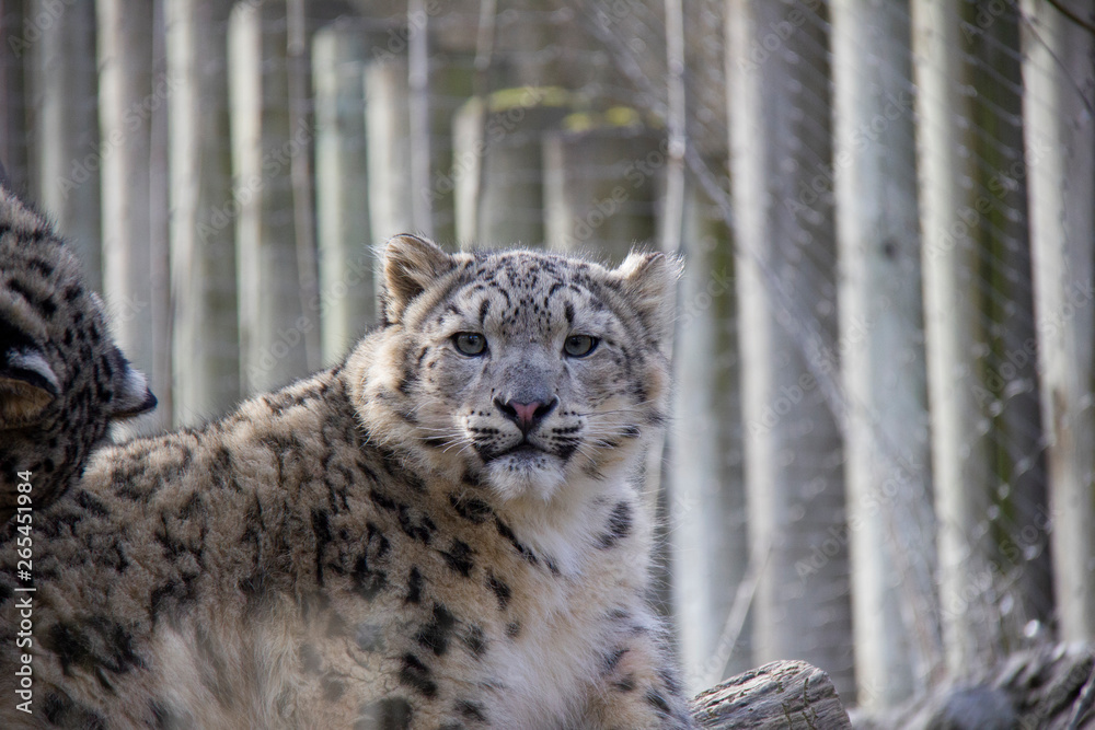Obraz premium Young snow leopard. 