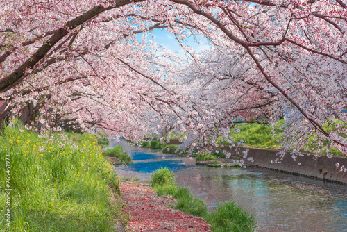 五条川を挟んで両岸に咲くソメイヨシノの桜と青空