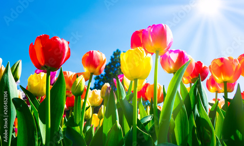 Multicolor tulips in the garden