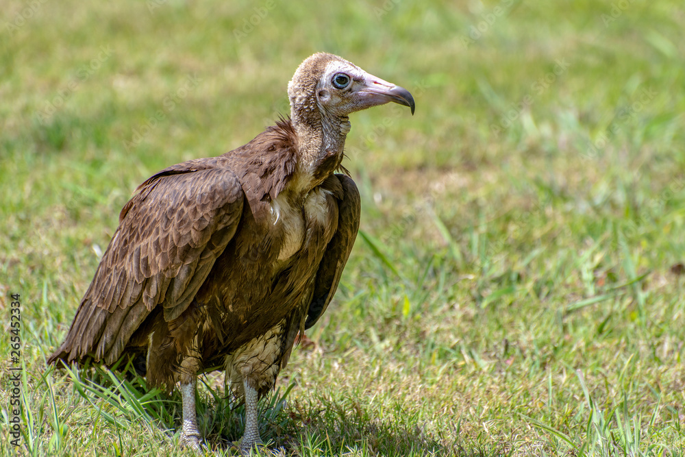 Lappet-faced vulture (Torgos tracheliotus) ,Gambia - West Africa Lappet-faced vulture (Torgos tracheliotus) ,Gambia - West Africa